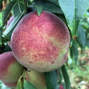 青州蜜桃树苗晚熟桃树苗冬雪蜜桃苗嫁接毛桃子苗南北方种植果树苗