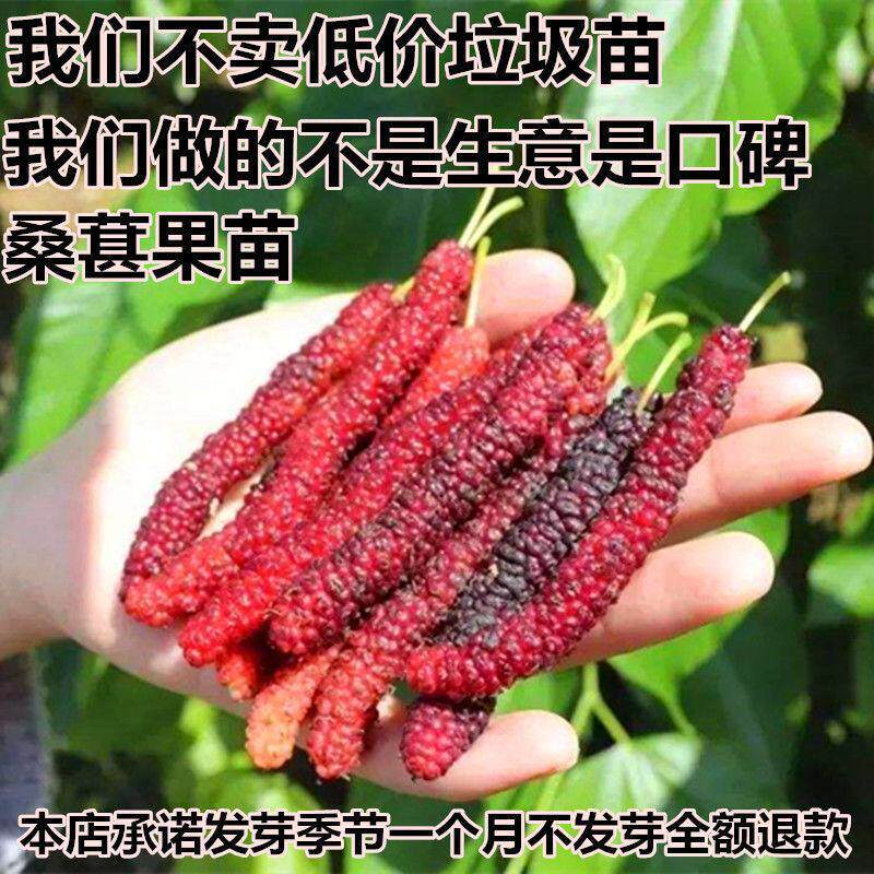 无籽黑桑果苗桑树苗台湾长桑果树苗桑葚苗四季种植果树当年结果苗