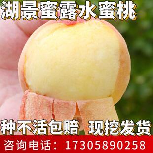湖景蜜露水蜜桃苗南北方种植耐寒桃树果苗盆栽嫁接大树当年结果