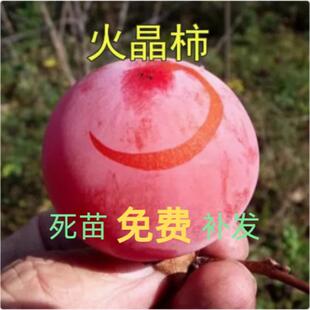 稀有水果火晶柿子苗树苗南方北方种植地栽火晶甜柿子树苗当年结果