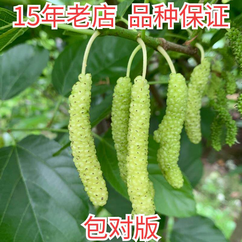 香金椹白色长果桑黄金桑苗桑葚树苗果桑四季占地果苗果树盆栽种苗