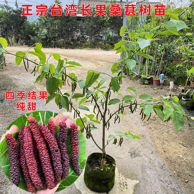 包邮正宗台湾长果桑苗带果嫁接桑葚树苗无籽黑桑果树四季开花结果