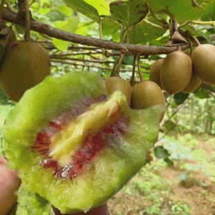 南北种植雌雄同体猕猴桃红心苗庭院猕猴桃树苗栽猕猴桃果苗盆栽地