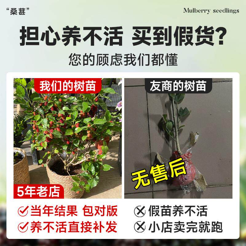 果树桑葚树四季树苗盆栽室内外果苗花卉绿植蓝莓带果阳台南北方
