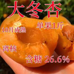 晚熟冬杏树苗 杏树果苗 嫁接新品种水果苗杏树苗特大脆甜冬杏树苗