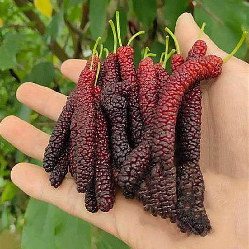 桑树苗台湾长果桑苗桑椹各种水果苗南方北方阳台庭院四季盆栽种植