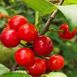 余姚梁弄红妃大樱桃黑珍珠樱桃树苗果苗大樱桃果树非山东大樱桃