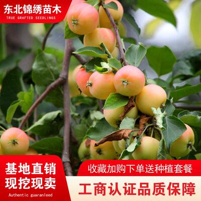黄太平沙果东北耐寒树苗嫁接苗盆栽地栽小苹果南北方种植黄太平苗