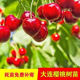 大连樱桃树苗南北方地栽车厘子树苗盆栽特大嫁接樱桃树苗当年结果