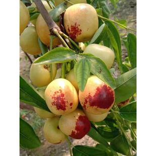 枣树活苗青枣冬枣苗树苗特大果树果苗南方北方嫁接阳台盆栽水果苗