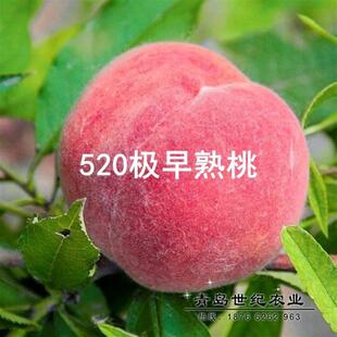 嫁接桃树苗早熟特大桃树苗新品种五月中旬成熟极早520红脆桃子苗