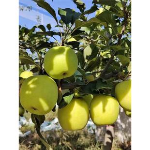 云南昭通瑞雪苹果树苗晚熟青苹果苗新品种纯甜脆甜多汁苹果树果苗