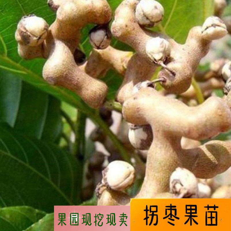 拐枣苗地栽盆栽当年结果果树苗冬枣树苗哈密枣沙拐枣庭院盆栽种植