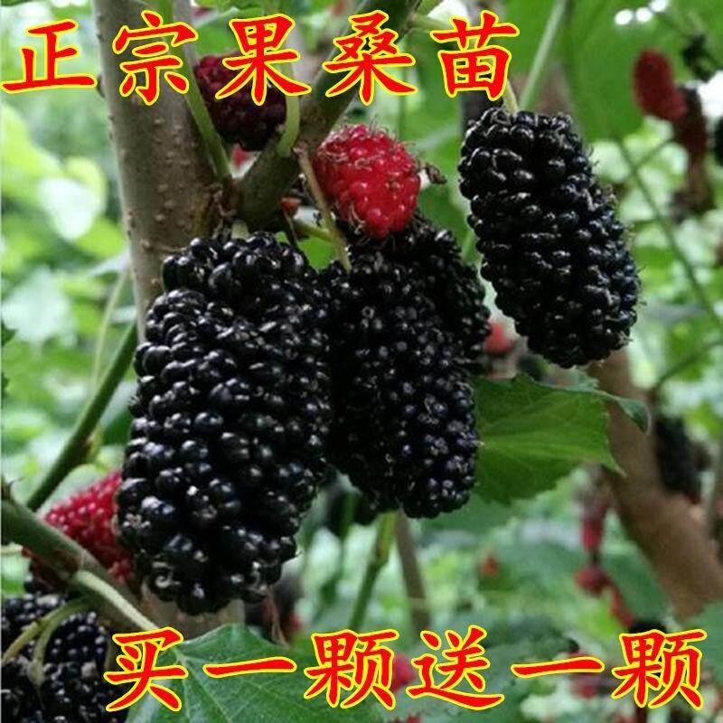 桑葚子苗嫁接蚕桑树苗盆栽地栽南北方室内外四季种植庭院阳台种植