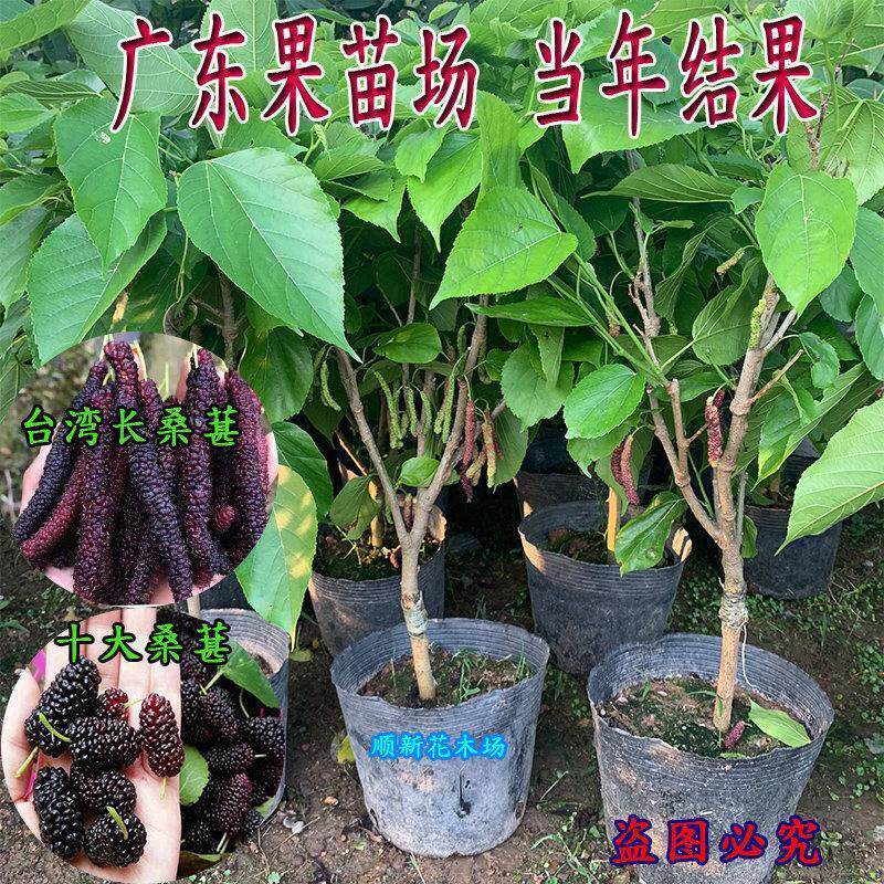 长桑葚树苗台湾长粒桑葚短黑果桑葚果苗无籽大十桑果接嫁四季结果