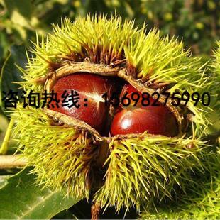 庭院四季地栽嫁接罗田板栗树苗特大红皮当年结果南北方种植新品种