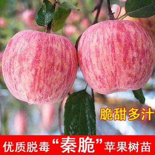 嫁接苹果苗新品种蜜脆秦脆苹果树苗南方北方种植当年结果果树果苗