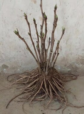 洛阳牡丹花苗观赏大花重瓣花卉绿植物盆栽室内外庭院栽种植大苗