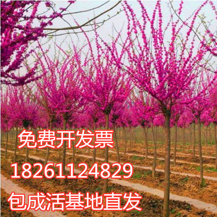 紫荆花苗 紫荆树苗 紫荆小苗 庭院植物绿化工程苗木 满条红樱花苗