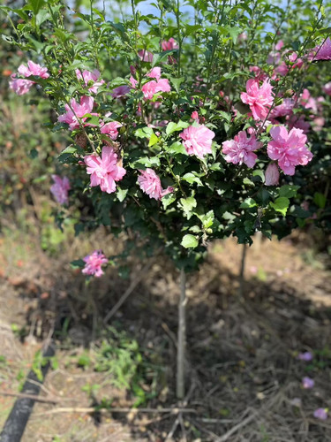 木槿树苗木槿花苗重瓣木槿 当年开花 绿化庭院植物 篱笆墙 围栏苗