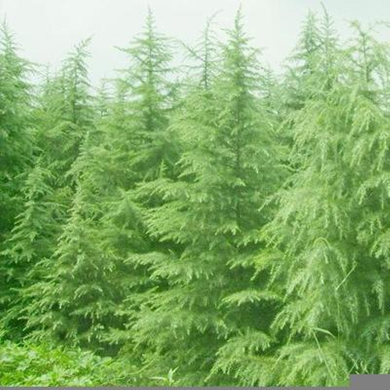 雪松树苗 小树苗 盆栽大型绿化庭院工程苗宝塔松圣诞树苗塔松树苗