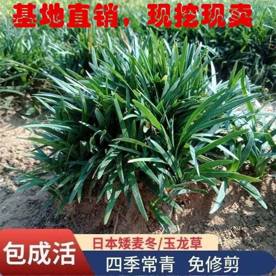 矮麦冬草庭院玉龙草细叶麦冬中叶麦冬耐寒耐热四季青常青工程绿化