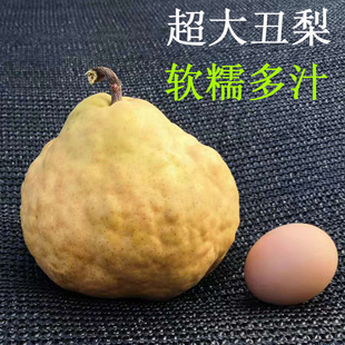 中华丑梨烟台太婆梨软糯多汁新鲜水果梨子5斤现货速发