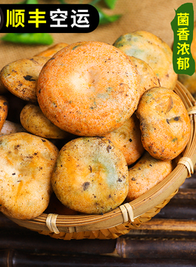 云南新鲜枞树菌重阳菌雁来菌三九菇松菇谷熟菌寒菌乳松菌2斤包邮