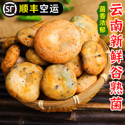 中鲜生云南新鲜谷熟菌
