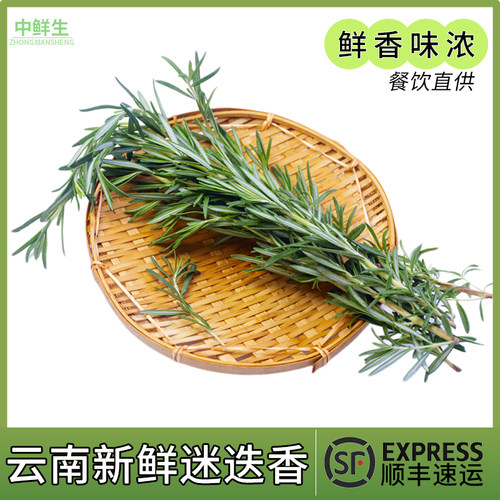 云南新鲜迷迭香香料调料
