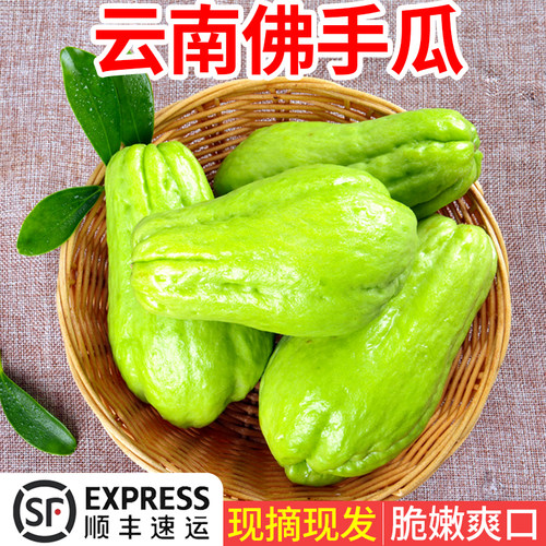 云南高原佛手瓜新鲜食用丰收