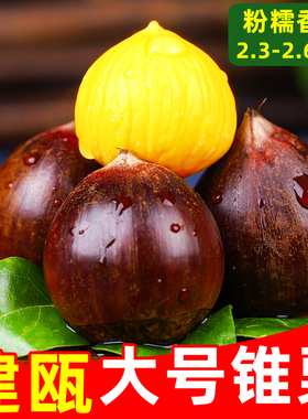 2025福建建瓯锥栗生新鲜小毛栗子油栗5斤大果现摘圆板栗锥型圆栗