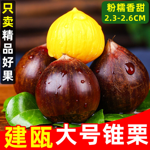 建瓯锥栗新鲜栗子5斤粉糯香甜