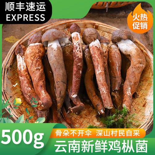 中鲜生云南新鲜现摘鸡枞菌子