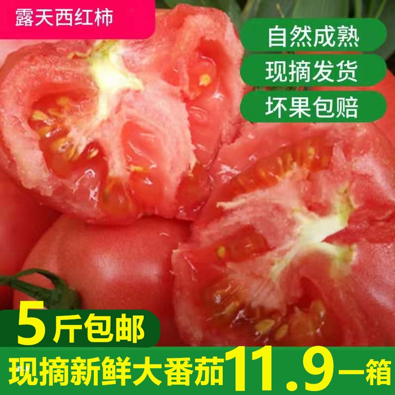 西红柿现摘沙瓤番茄自然熟农家水果酸甜孕妇新鲜蔬菜水果5斤包邮