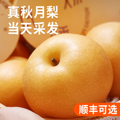 汇挑秋月梨礼盒1斤巨无霸