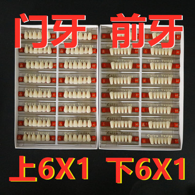 牙科材料 采玉合成树脂牙6X1 门牙 8X1后牙 玉鹰全口义齿口腔齿科