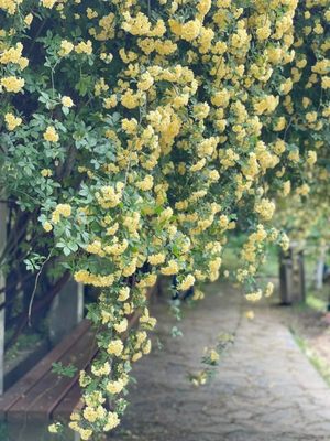 黄色木香花室内外浓香花卉白色七里香阳台垂吊爬藤植物