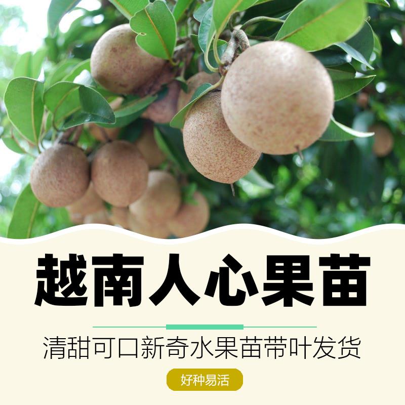 盆栽果树人参果 图片 价格 多少钱 什么值得买 盆栽果树人参果 图片 价格 多少钱 什么值得买