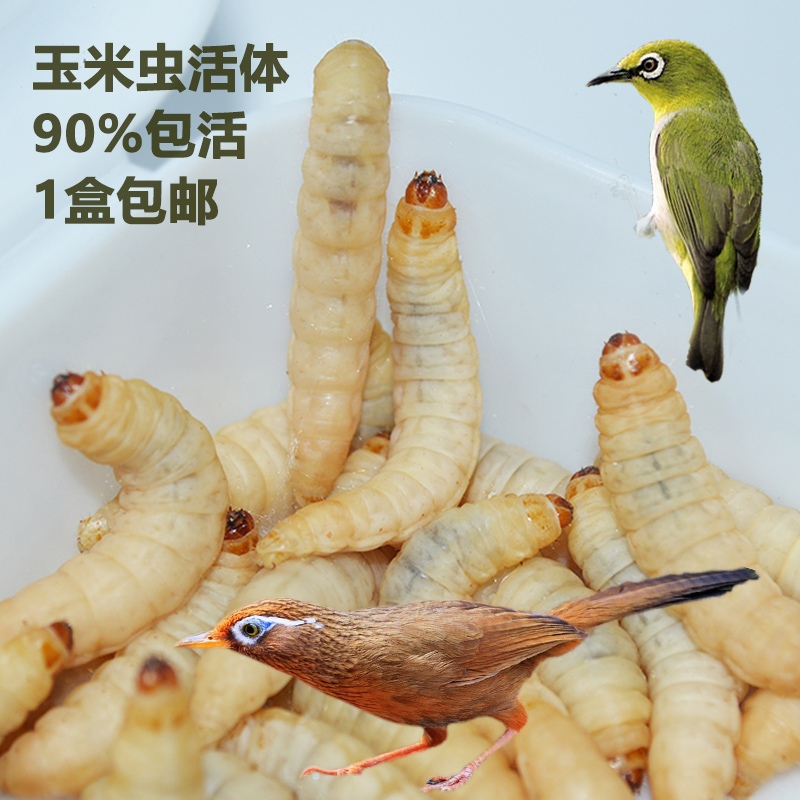 玉米虫活虫包邮钓饵画眉绣眼百灵鸟蜜袋鼯仓鼠守宫角蛙零食葡萄虫