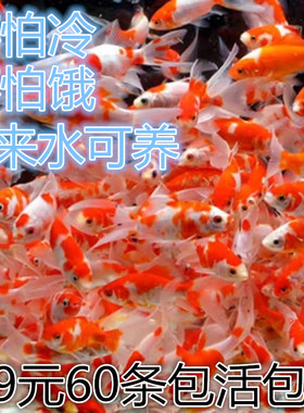 小型淡水观赏鱼耐活好养冷水草金鱼观赏鱼活鱼苗鱼缸小鱼红白锦鲤