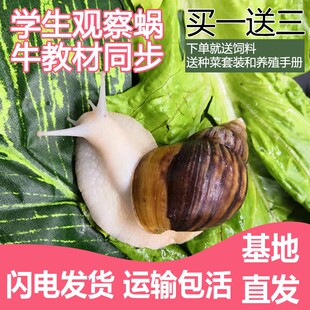 大蜗牛活体宠物白玉蜗牛套装 食用蜗牛观察小蜗牛学生科学实验蜗牛