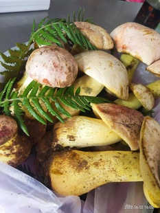 云南省楚雄彝族自治州武定县白葱白见手牛肝菌非干巴菌非鸡枞