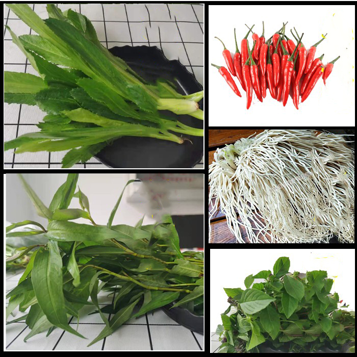 云南德宏新鲜蔬菜食用香料老缅芫荽金盖香柳辣椒撇菜根佐料包邮