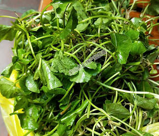 云南德宏野菜新鲜蔬菜苦菜马蹄菜 傣味食材酒店饭馆煮肉圆凉拌