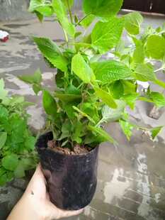 藿香种子藿香盆栽可食用广藿香种子薄荷味藿香叶苗泡水中药藿香苗