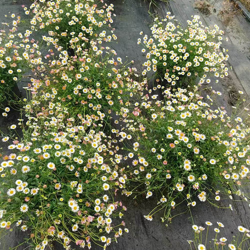 墨西哥飞蓬花苗好养植物盆栽