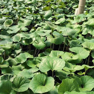 大叶吴风草耐寒耐热耐阴好养易活