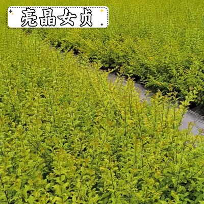 耐寒亮晶女贞工程苗庭院别墅围栏绿化室易打理抗病虫害易成活