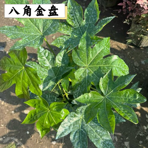 庭院绿化10cm(含)-19cm(含)耐寒